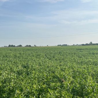 Lot 2 – Arable land extending to 31.13 Acres west of Second Drove, Gosberton Clough.